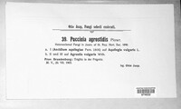 Puccinia agrostidis image